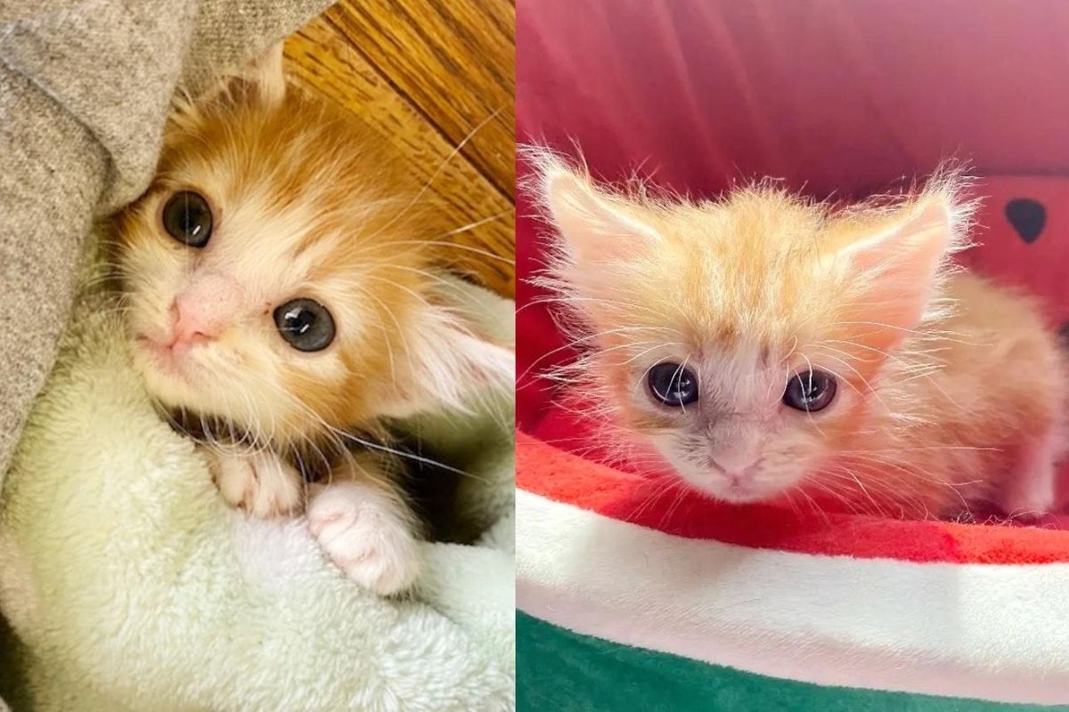 Mookie the Kitten Makes Quite a Turnaround After He was Given a Chance that Changed His Life