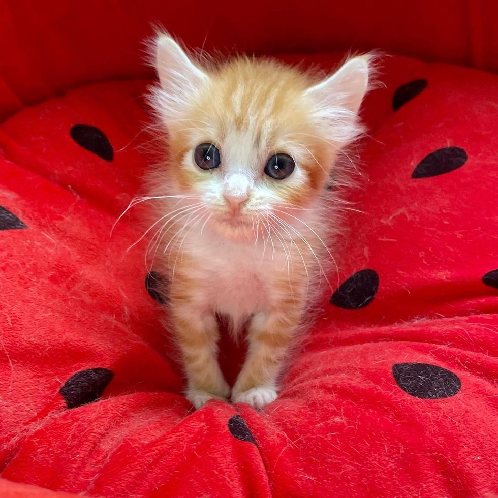 ginger kitten doe eyes