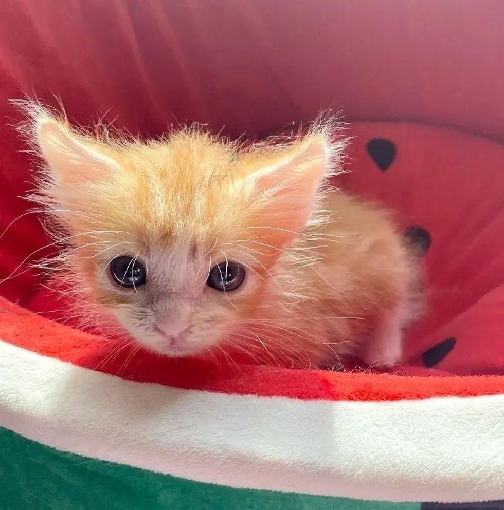 fluffy ginger kitten