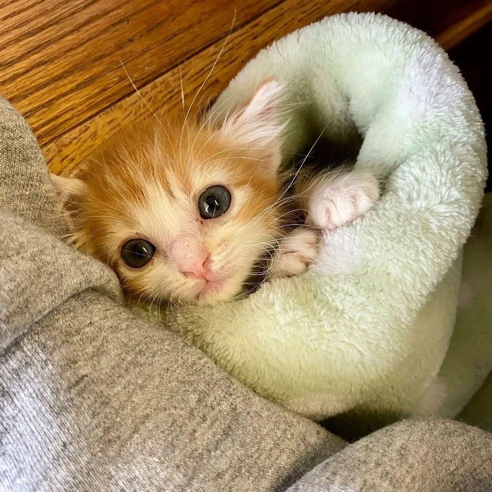 purrito kitten