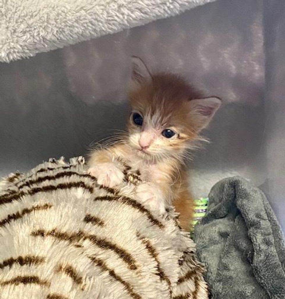 mookie kitten in foster