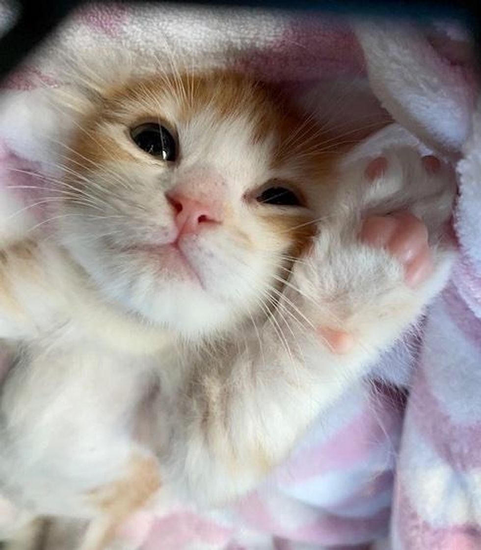 happy snuggly kitten