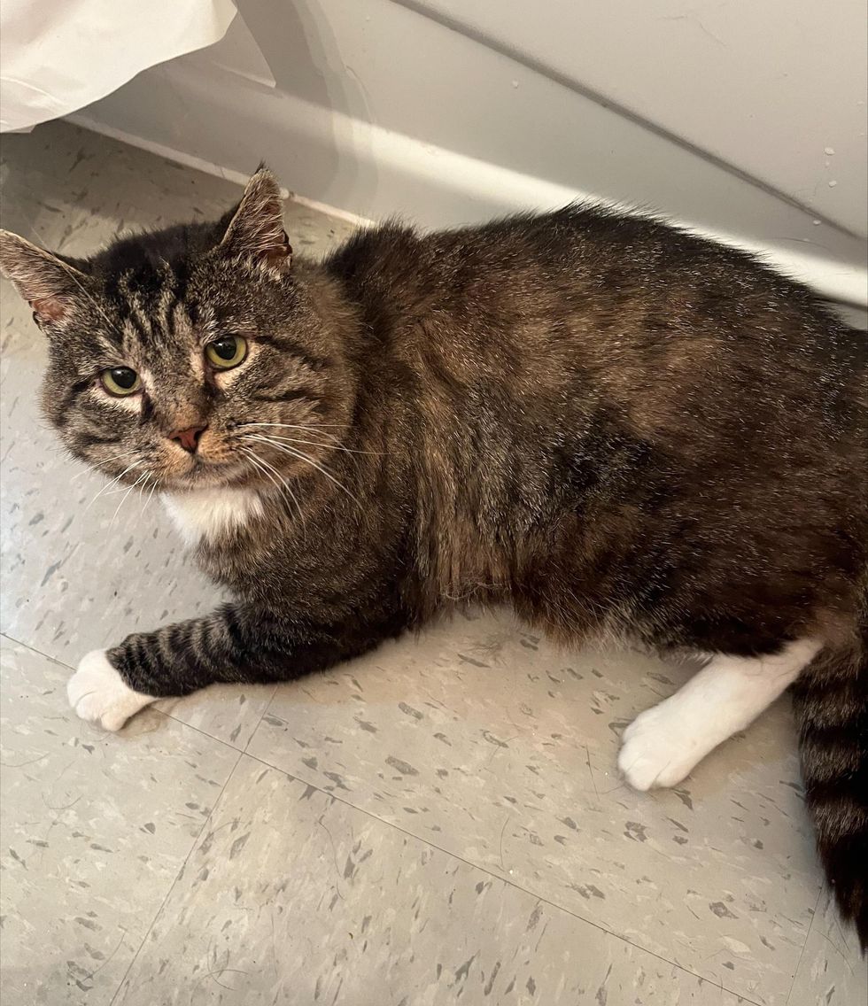 cat in bathroom