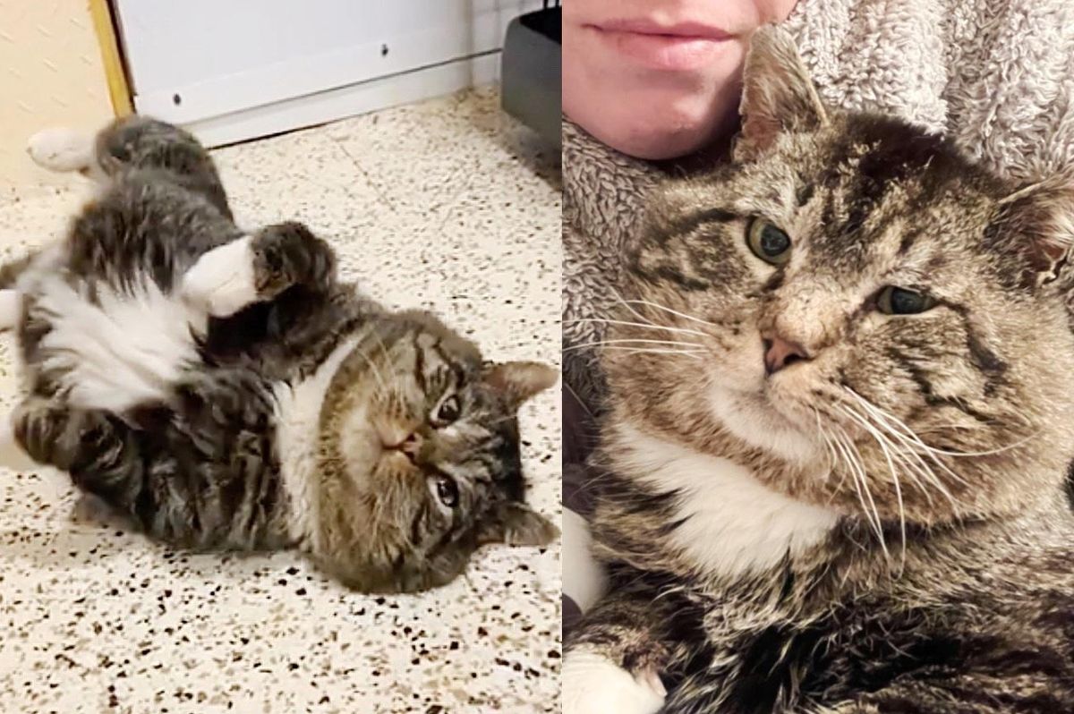 Cat Rolls Around in Front of People that Took Him in After Years Wandering the Streets