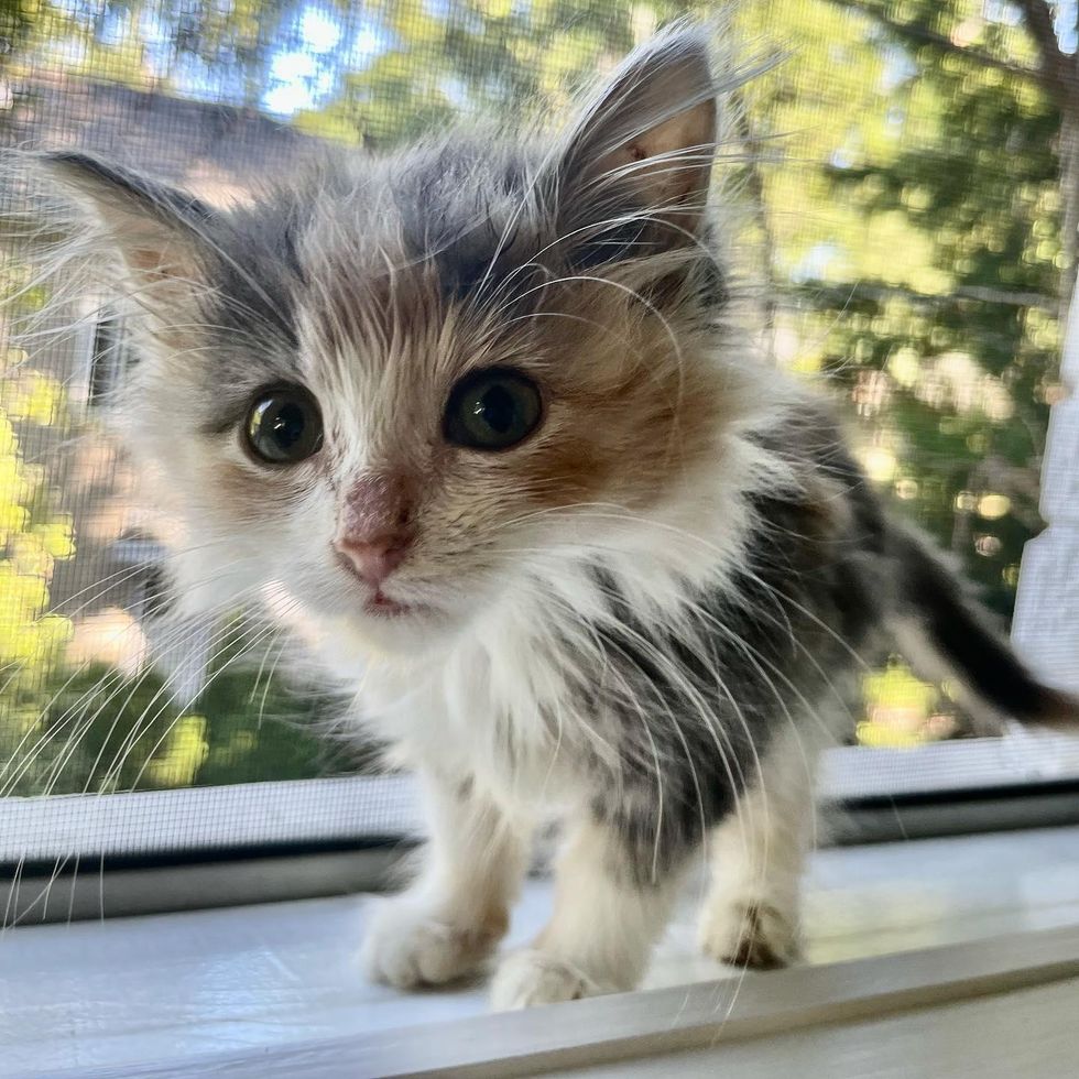 fluffy little kitten