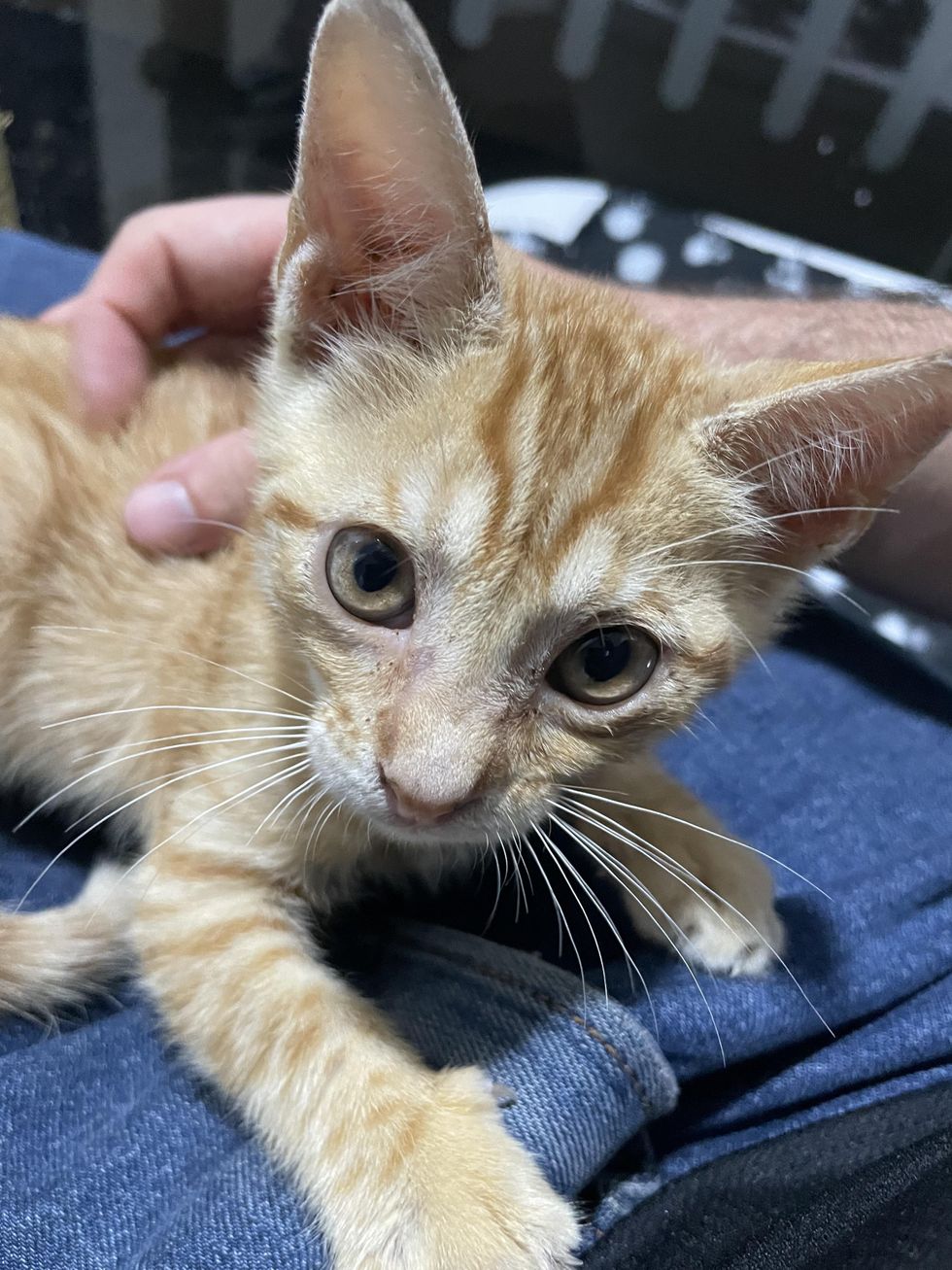 snuggly ginger kitten