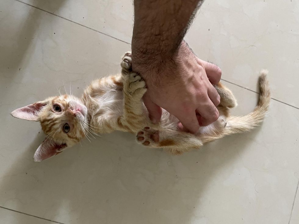 happy kitten, belly rubs