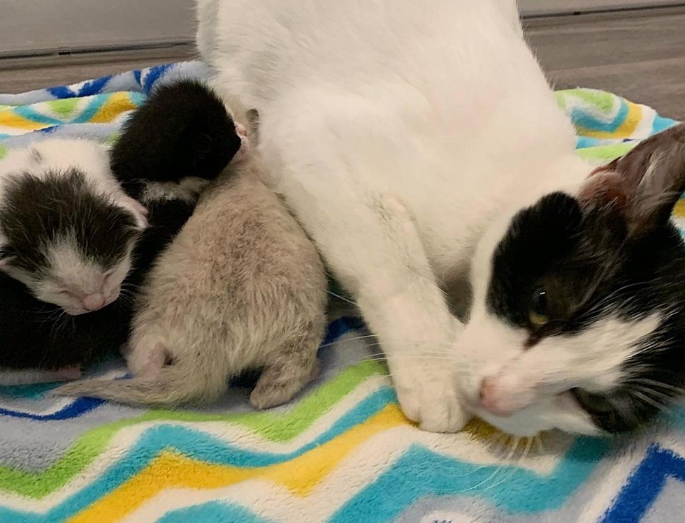 cat mom snuggling kittens