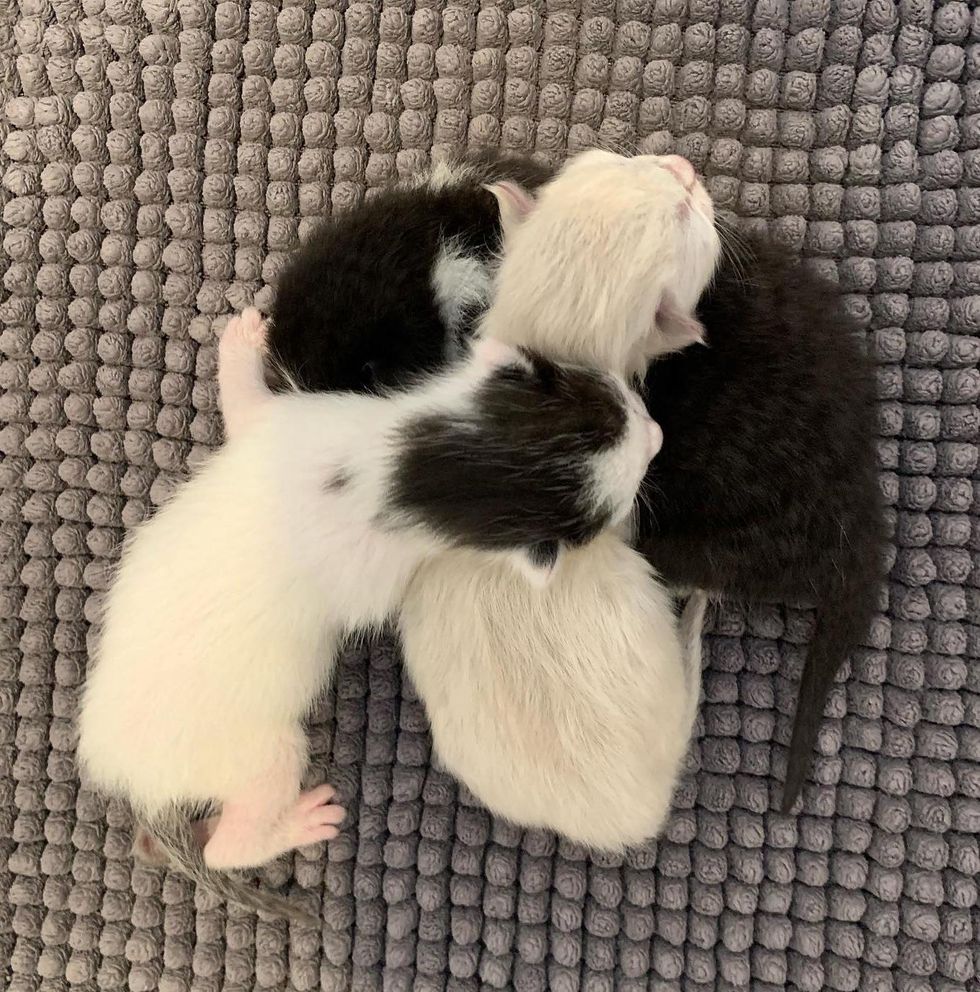 three newborn kittens