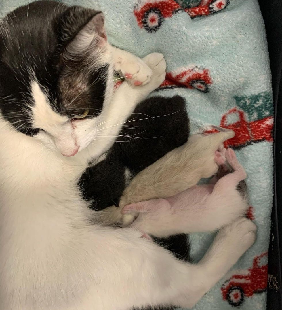 kittens nursing cat