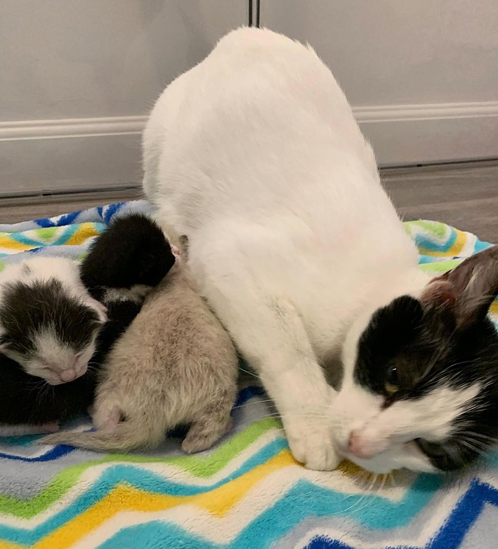 doting cat mom kittens
