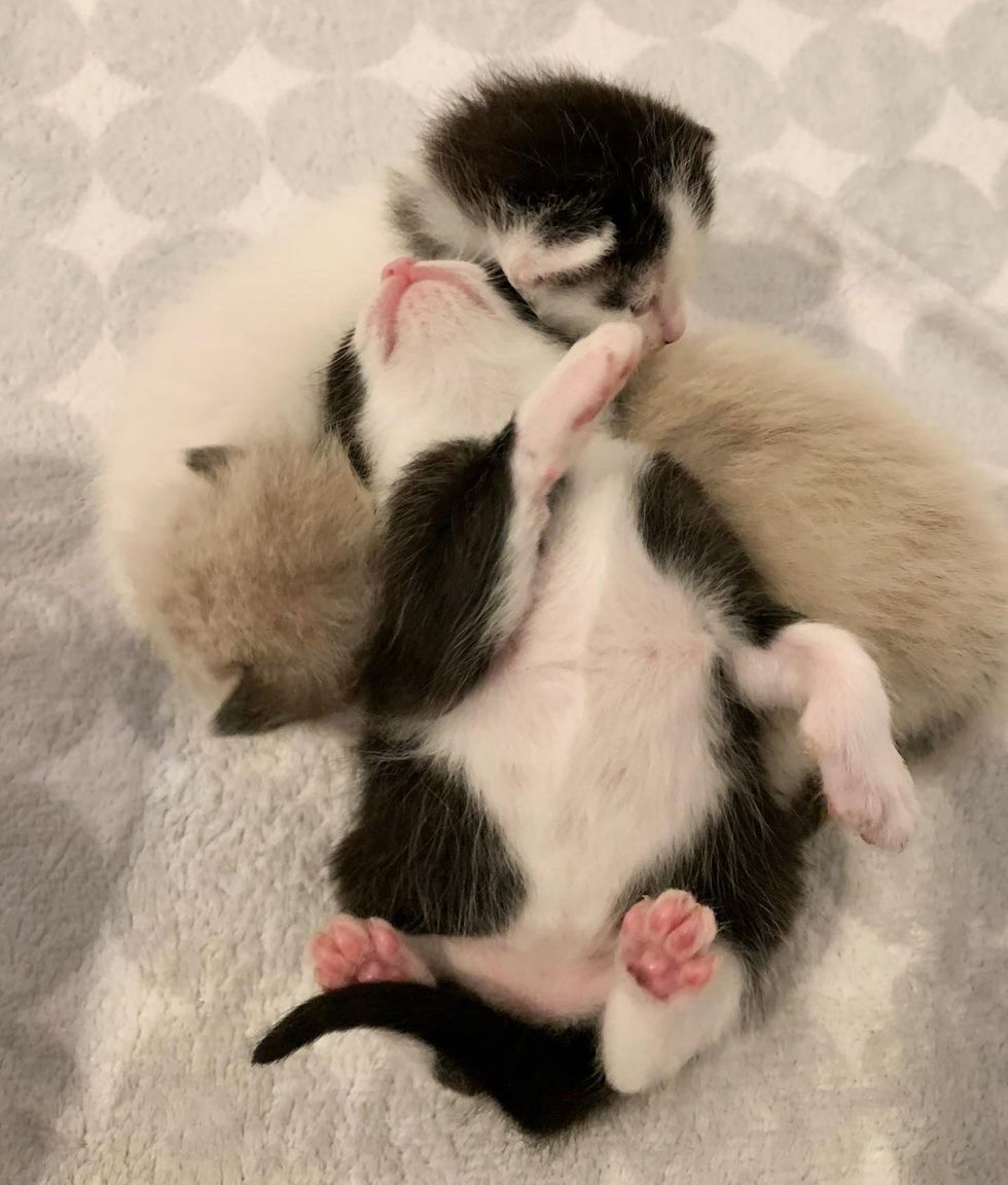 sleeping kittens pile