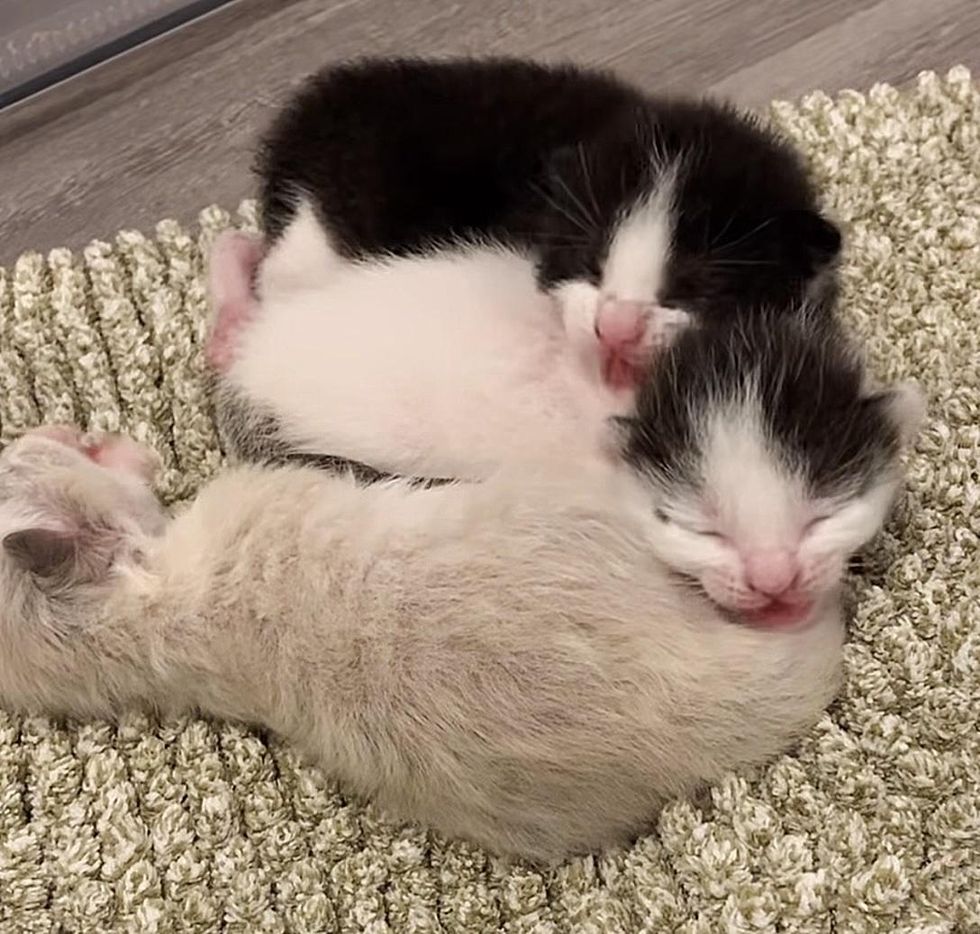 hissy newborn kittens