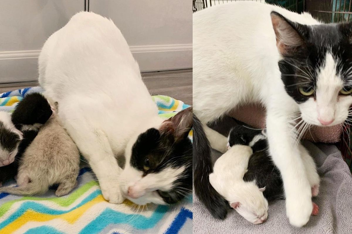 Cat is Overjoyed to Be Reunited with Kittens in a Comfy House After Being Left Outside in a Box