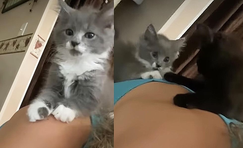 shoulder kittens