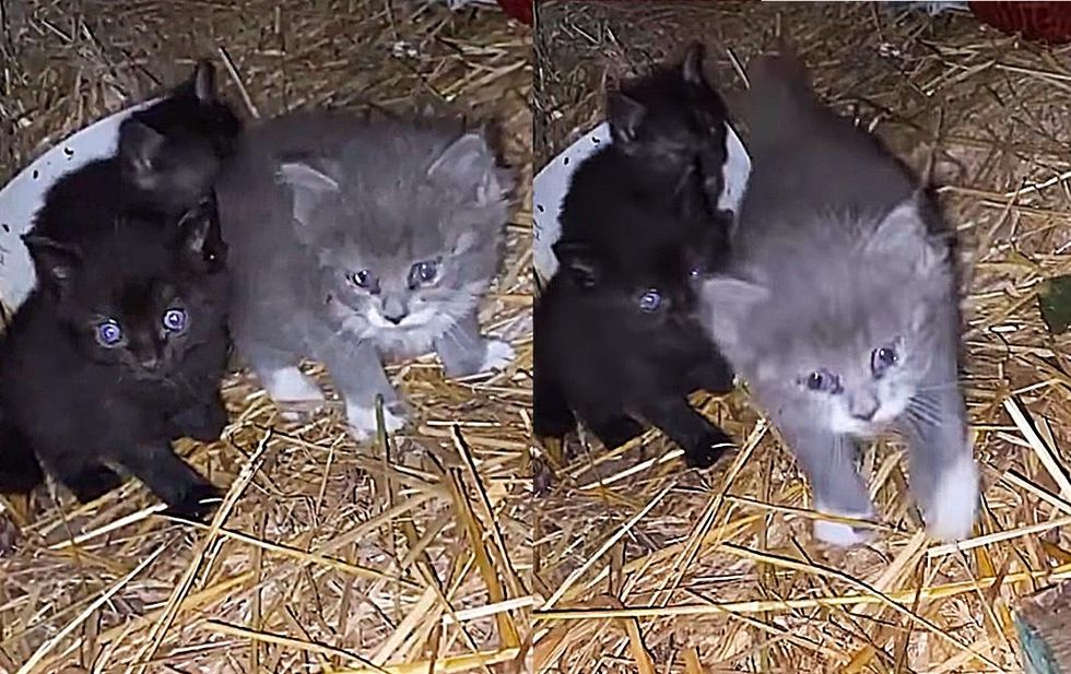 kittens rescued