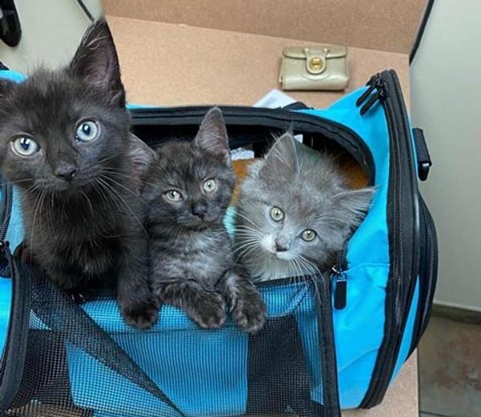 kittens siblings carrier