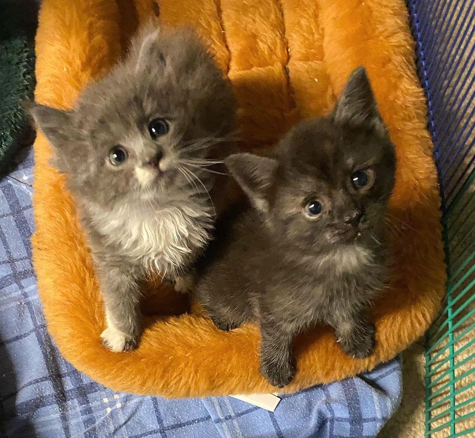 cute small kittens
