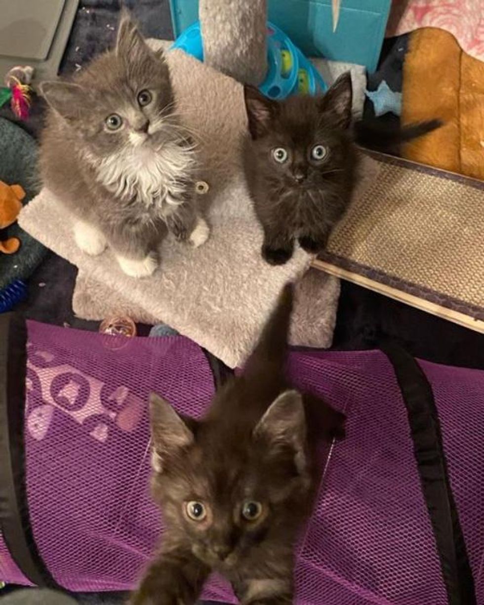 kittens trio