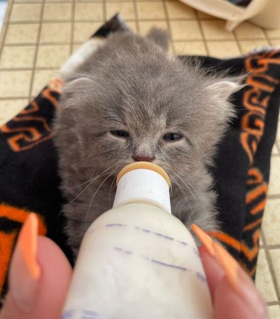 bottle kitten