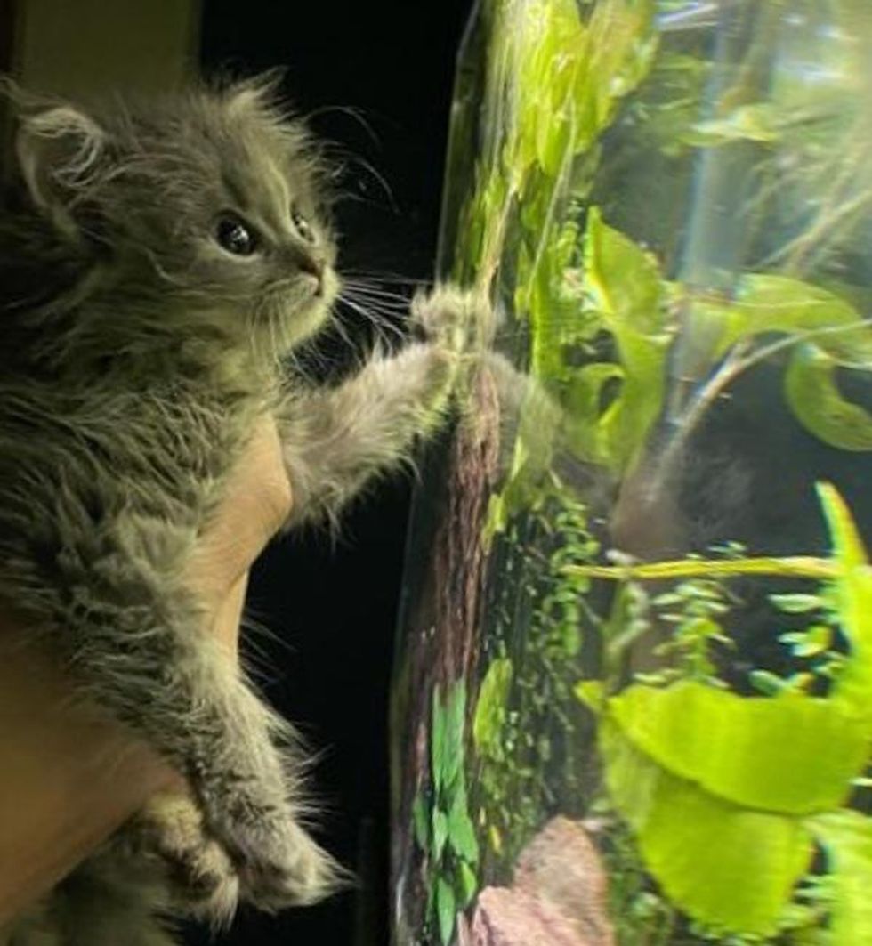 curious kitten fish tank