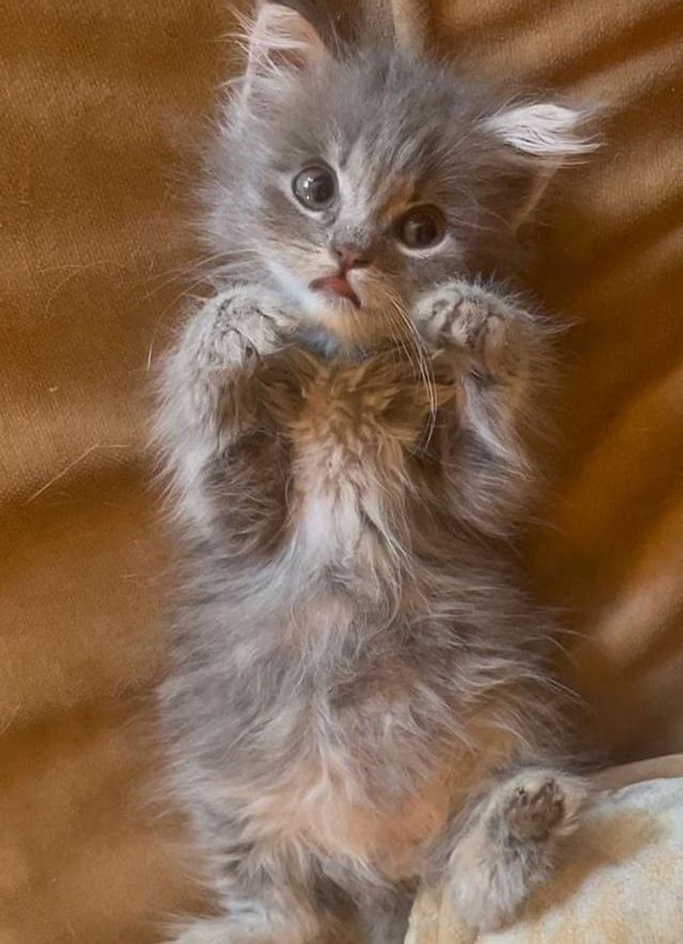 sweet kitten belly