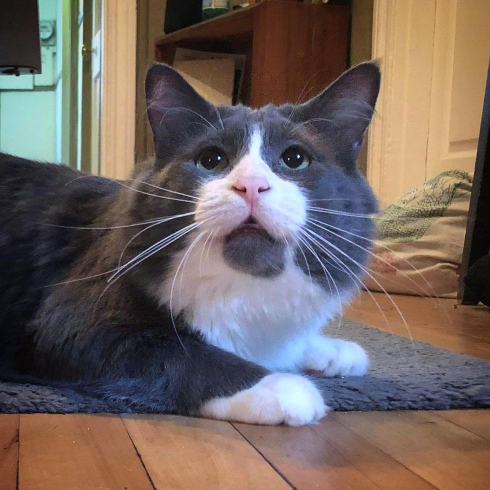 fluffy happy cat