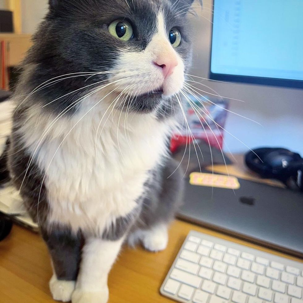 cat office supervisor