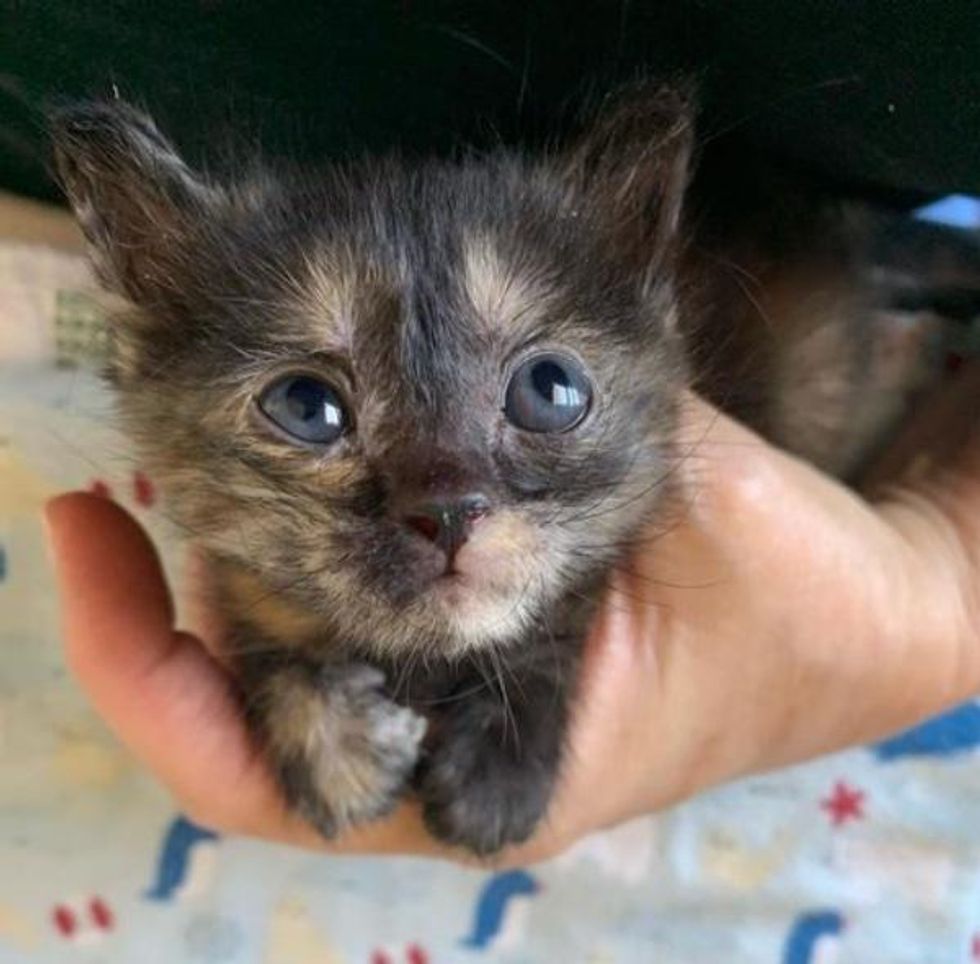 tortie kitten