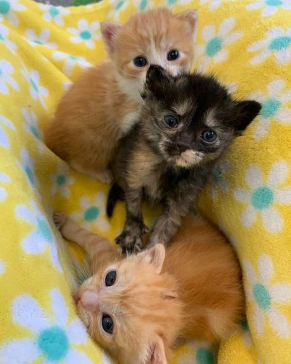 kittens trio littermates