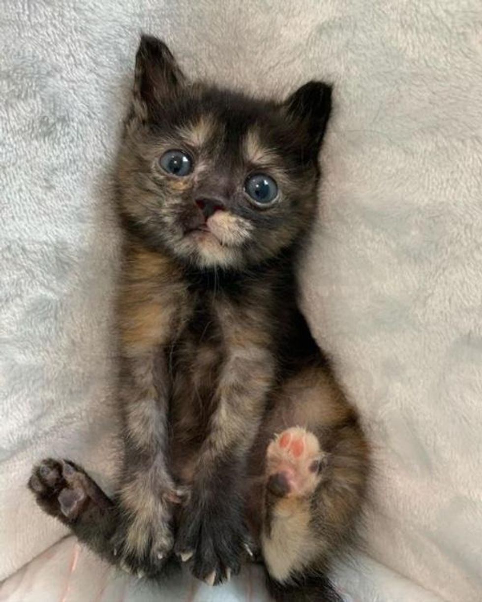 tortie kitten cheeky