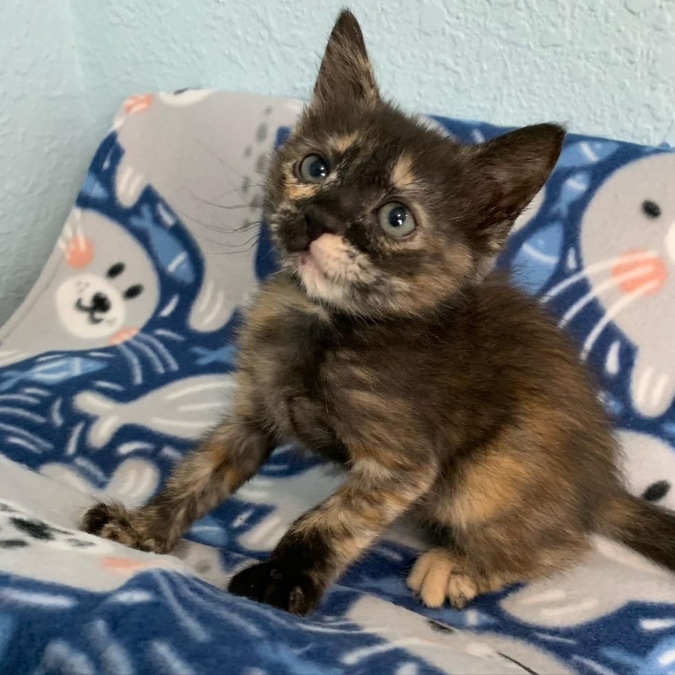 tortie kitten cheeky