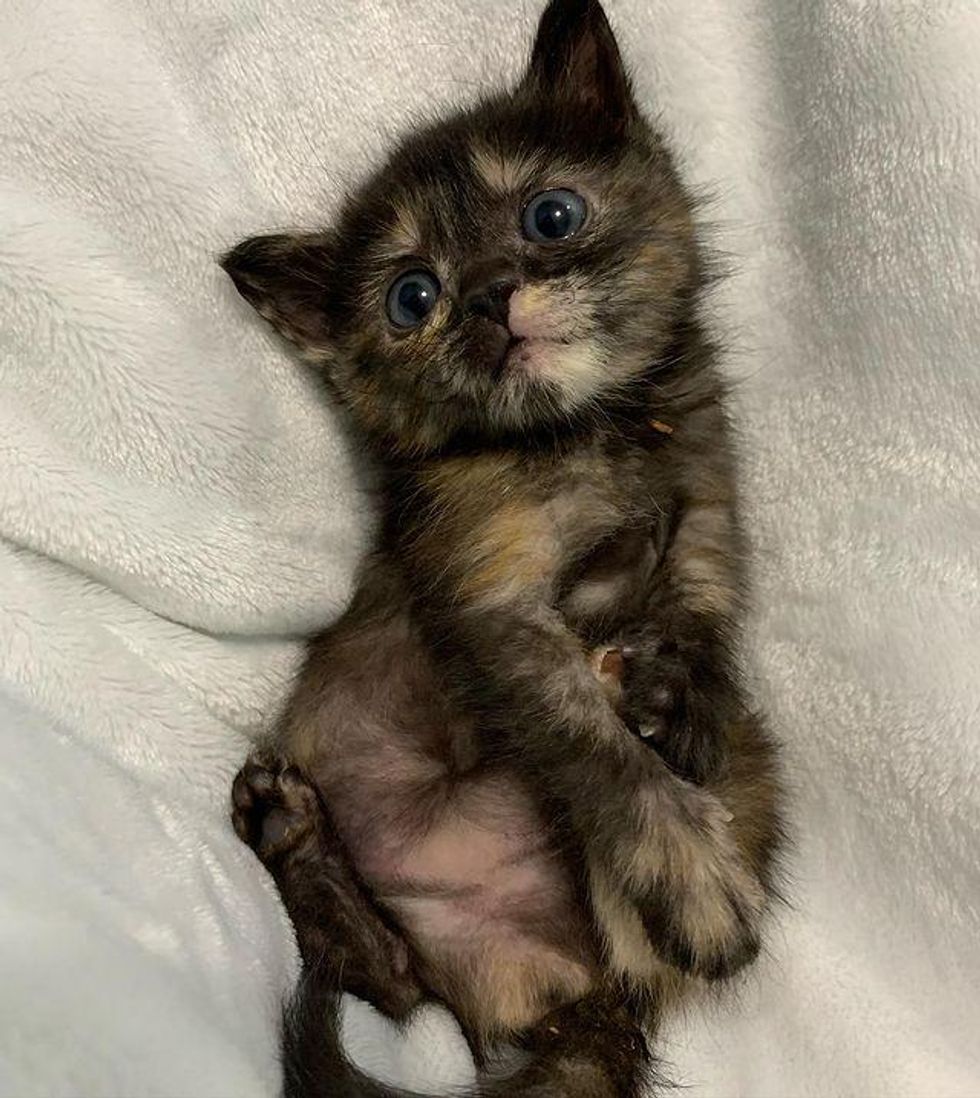 cute tortie kitten