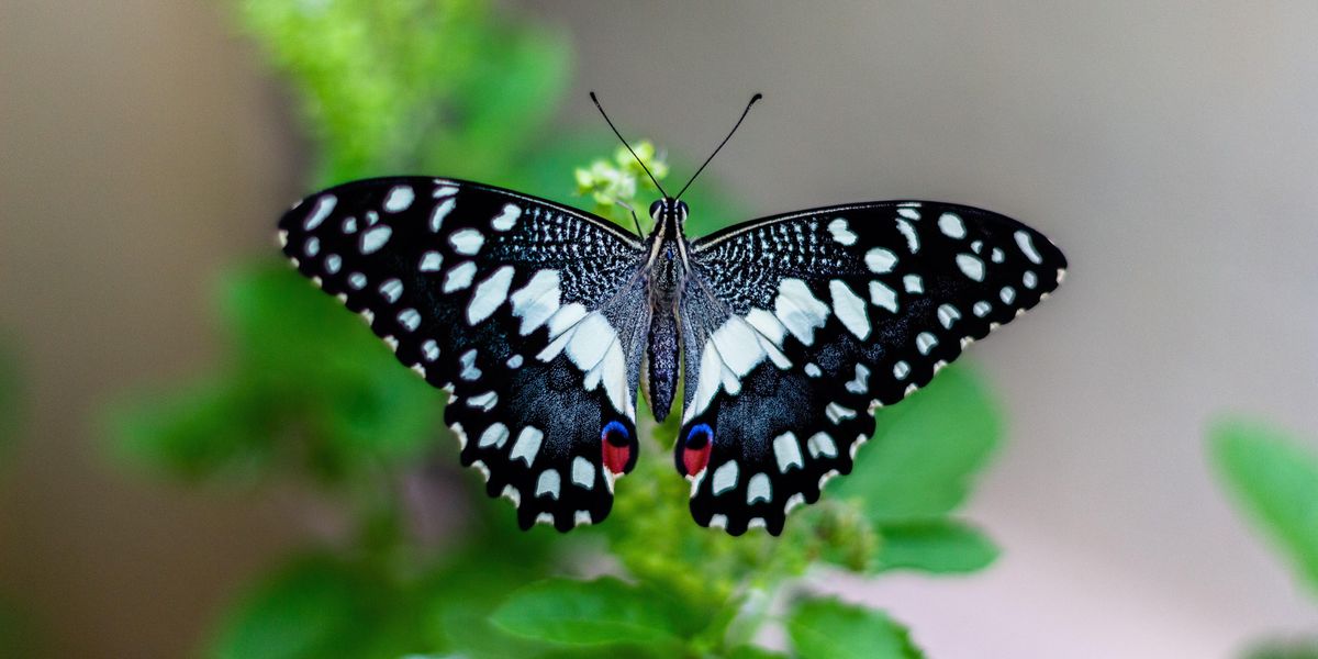 The Craziest Butterfly Effects People Ever Experienced