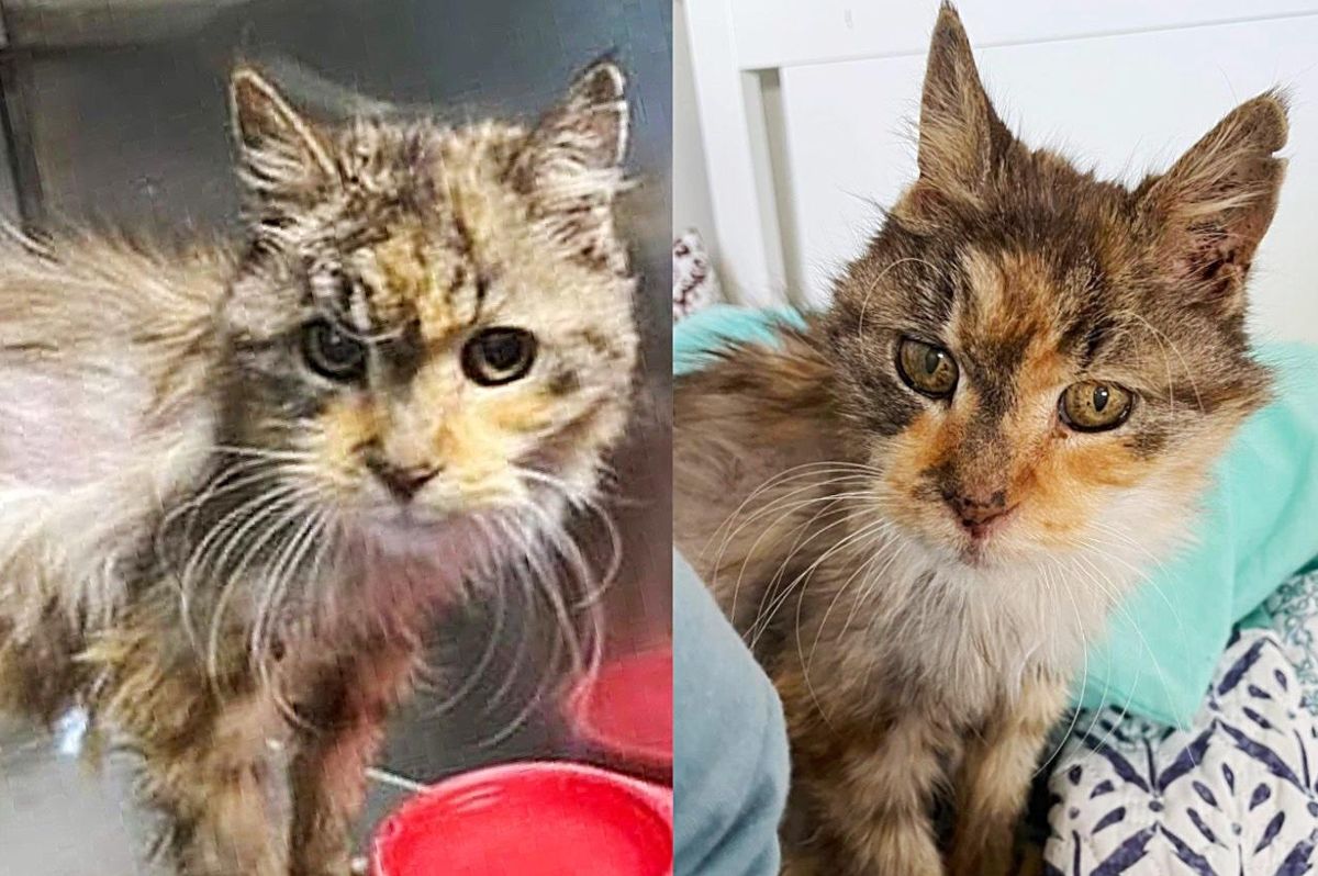 22 Year Old Cat is So Happy to Be Out of Shelter, Have Full Belly and Comfy Place to Spend Her Golden Years