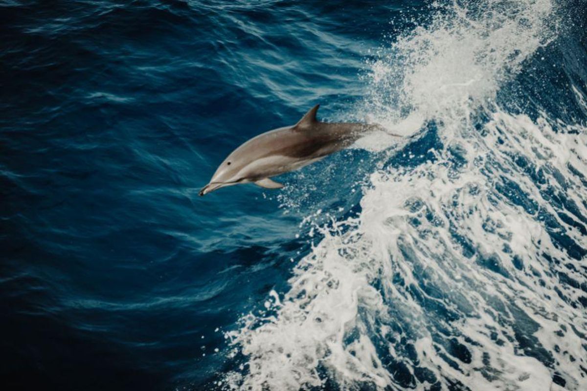 dolphin ocean wild