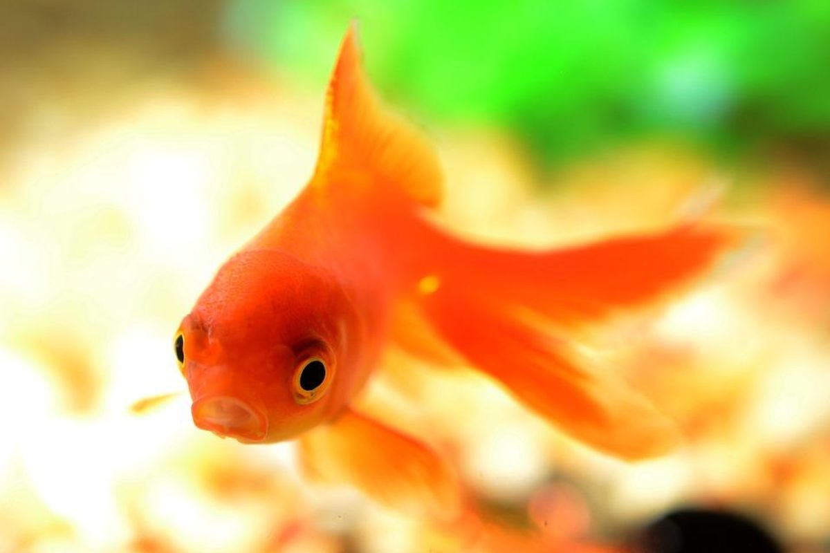 fish memory, finding nemo, dory fish