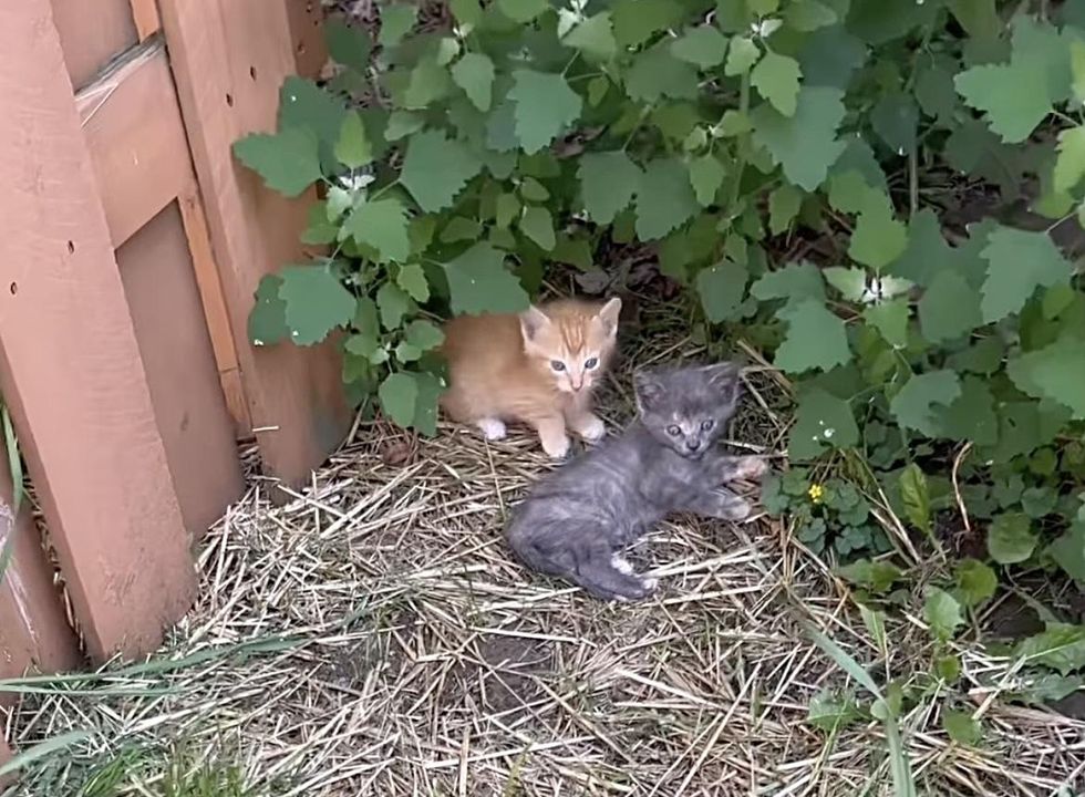 kittens yard porch