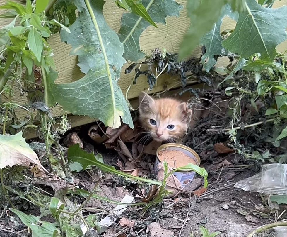 stray kitten porch