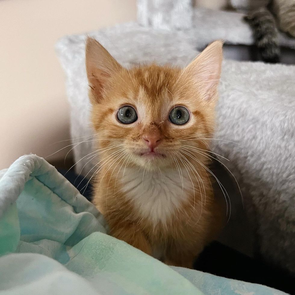 sweet ginger kitten