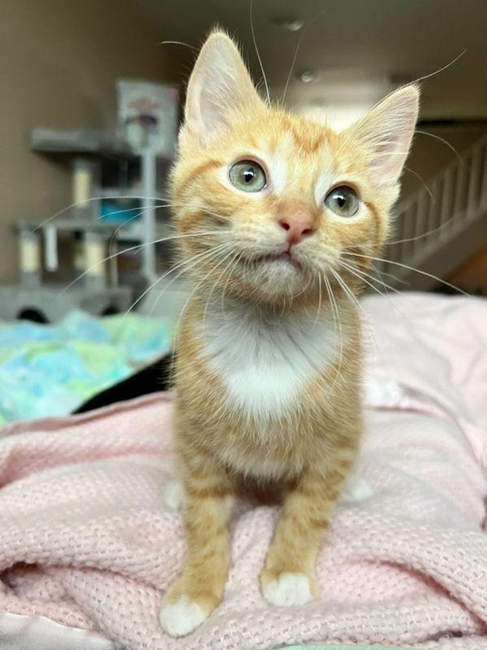 sweet ginger tabby, kitten juniper