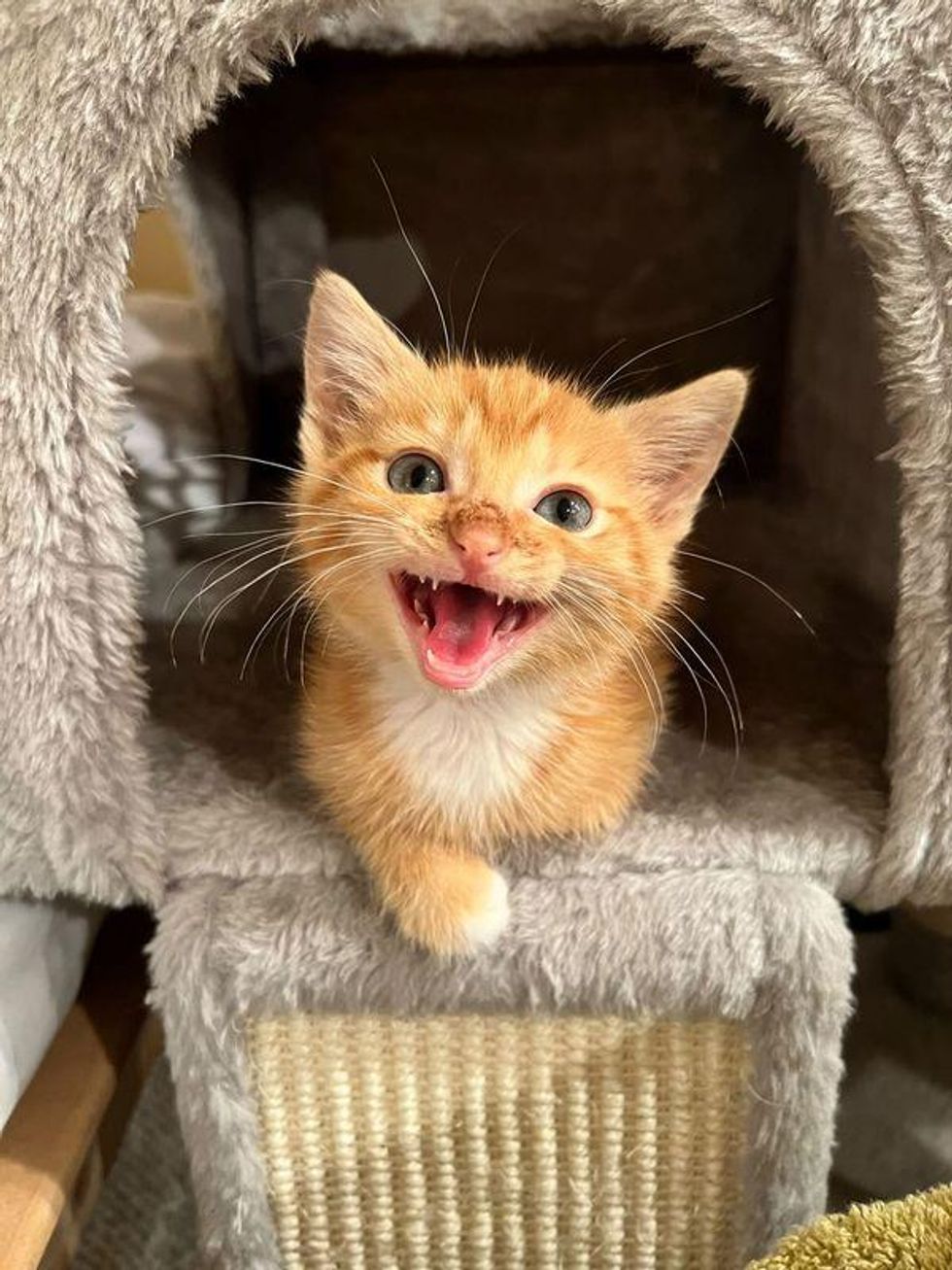 chatty kitten ginger