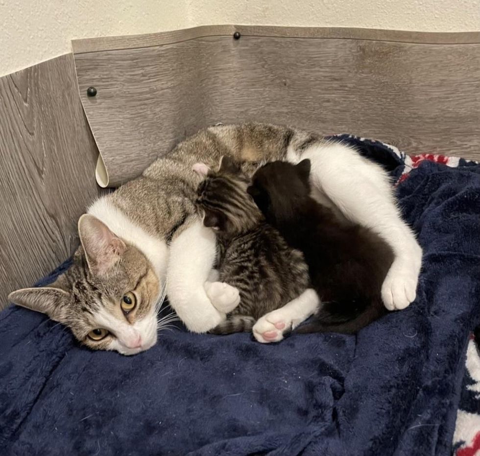 cat nursing kittens