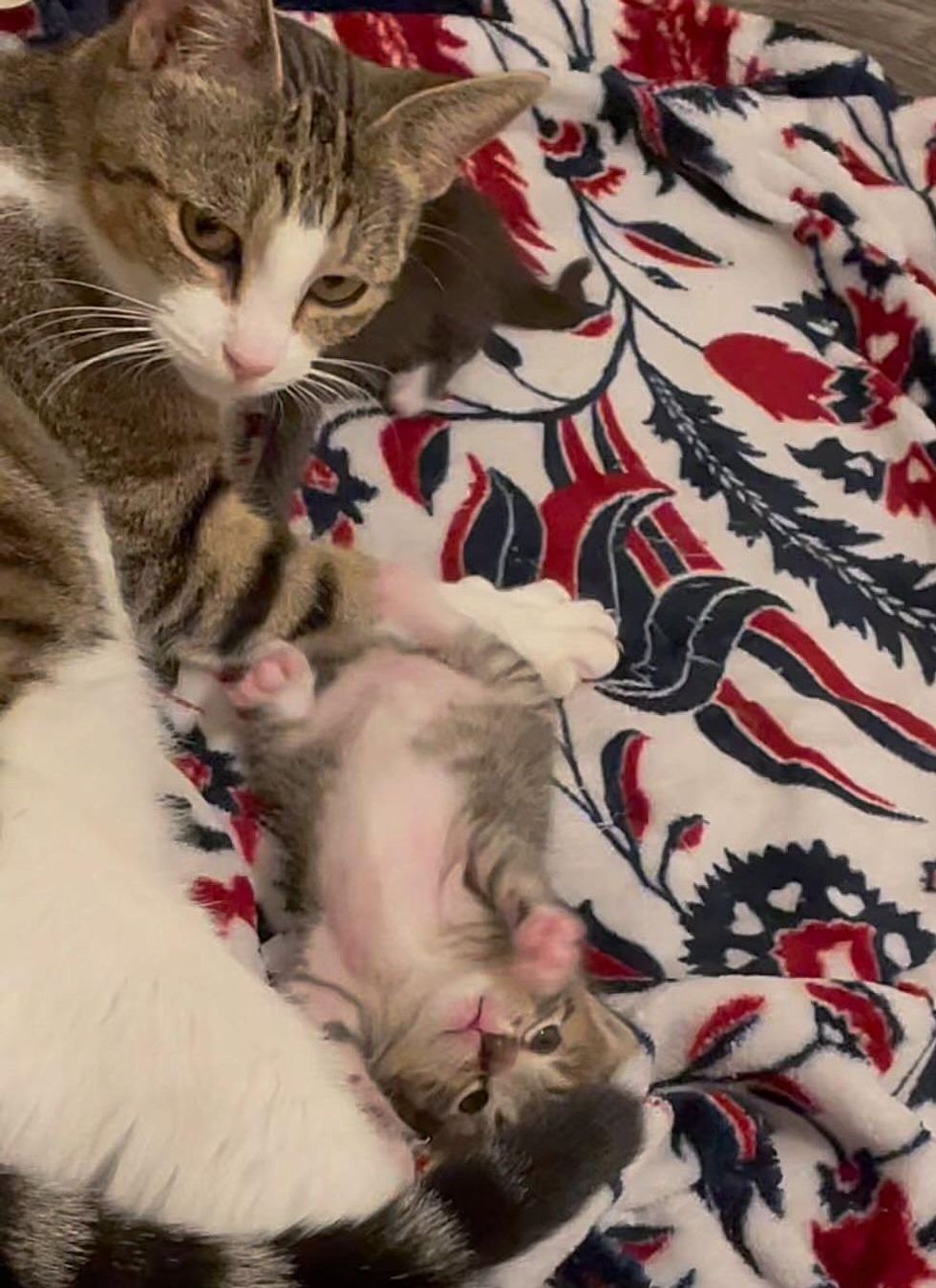 cat mom kitten