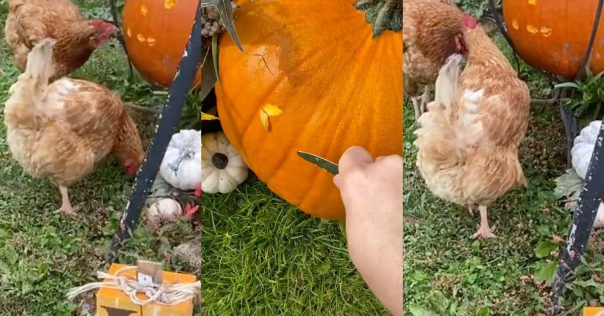 Woman Goes Viral With Her 'Chicken Pumpkin Carving' Contest On TikTok—And The Results Are Impressive
