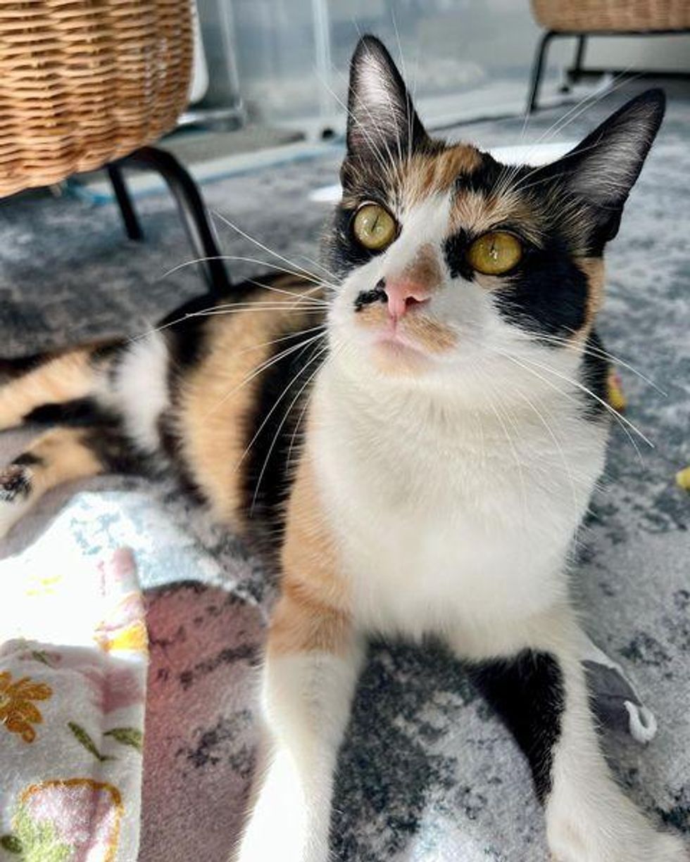 sweet calico cat maple