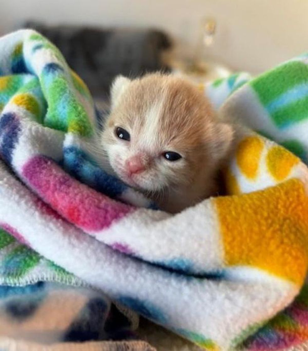 purrito kitten cider