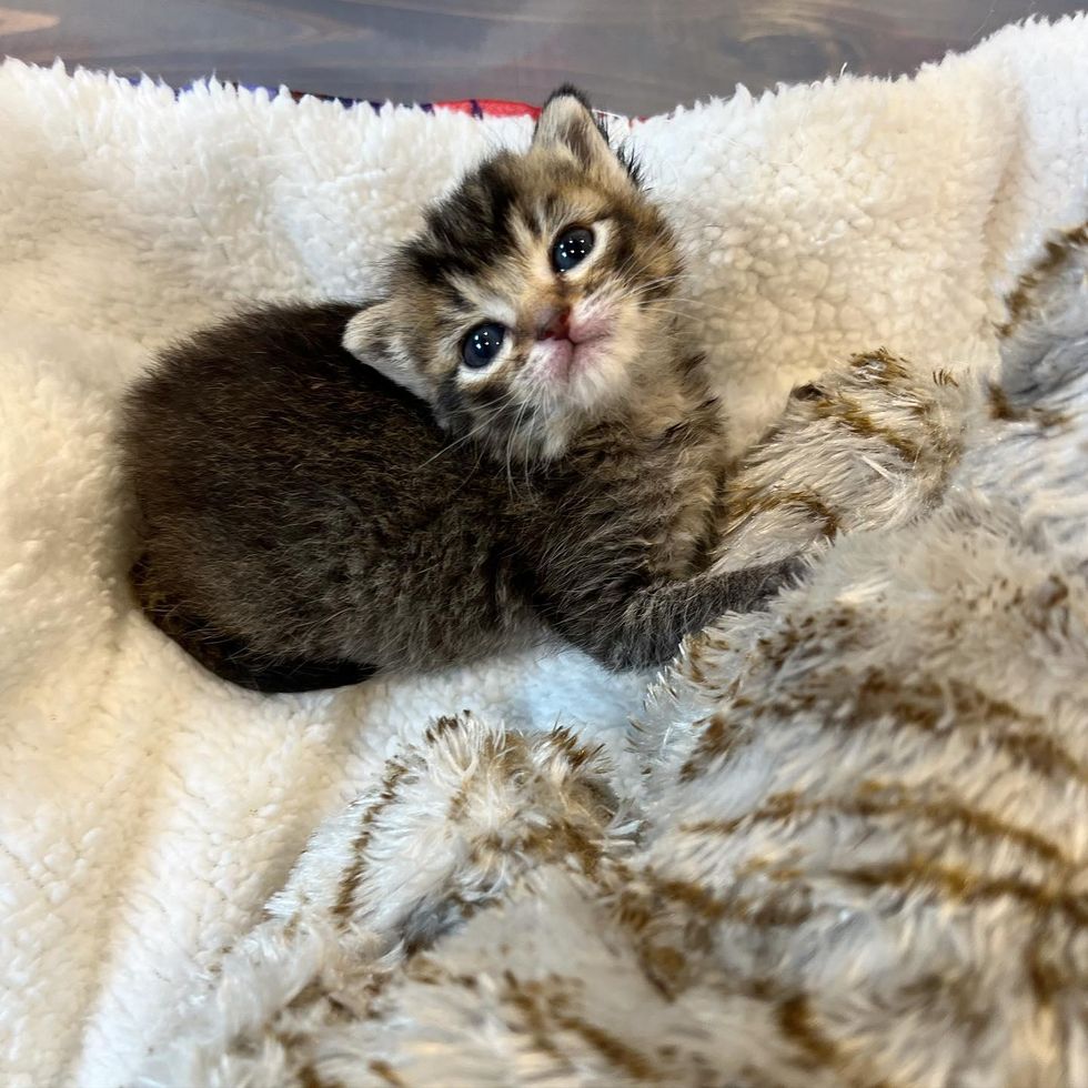 tabby orphaned kitten