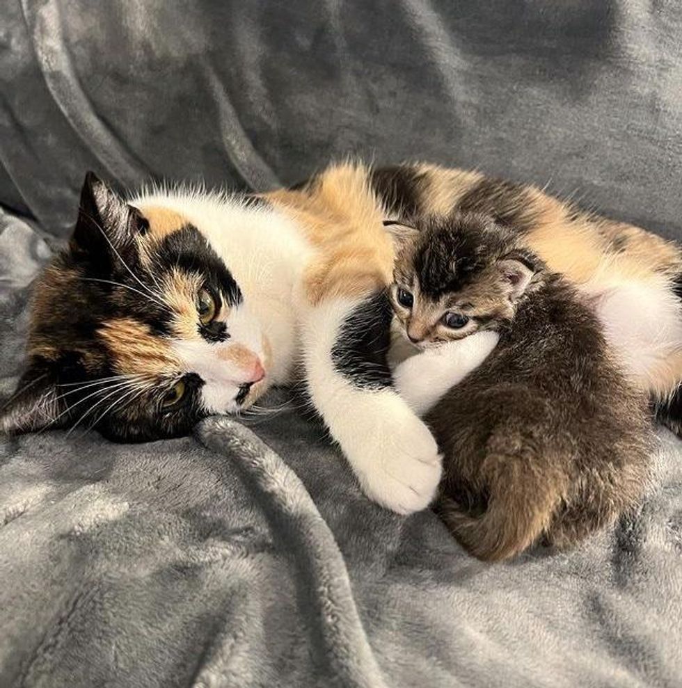 calico cat adopted kitten