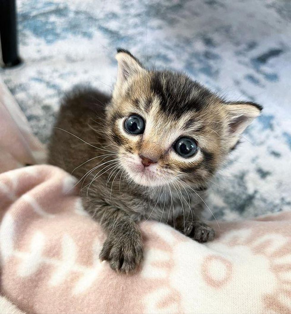 tabby kitten
